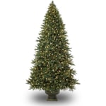 7’ Potted Colorado Mountain SpruceAdirondack Evergreen