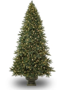 7’ Potted Colorado Mountain SpruceAdirondack Evergreen
