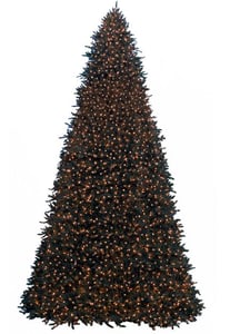 Rockefeller Pine – Giant Tree
