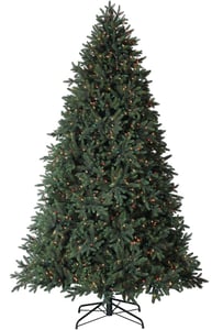 Colorado Mountain Spruce