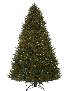 BH Fraser Fir