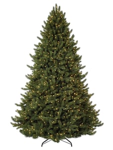 Vermont White Spruce
