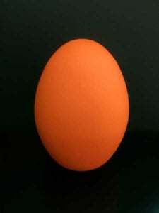 Dino Egg
