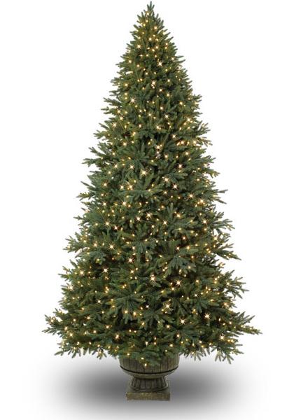 7’ Potted Colorado Mountain SpruceAdirondack Evergreen