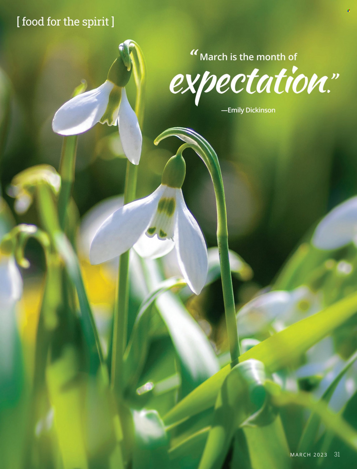 Festival Foods Natural and Organic Living - March 2023 - Page 31
